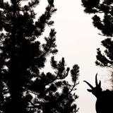 Silhouette (Jugendkategorie bis 15-17 Jahre)