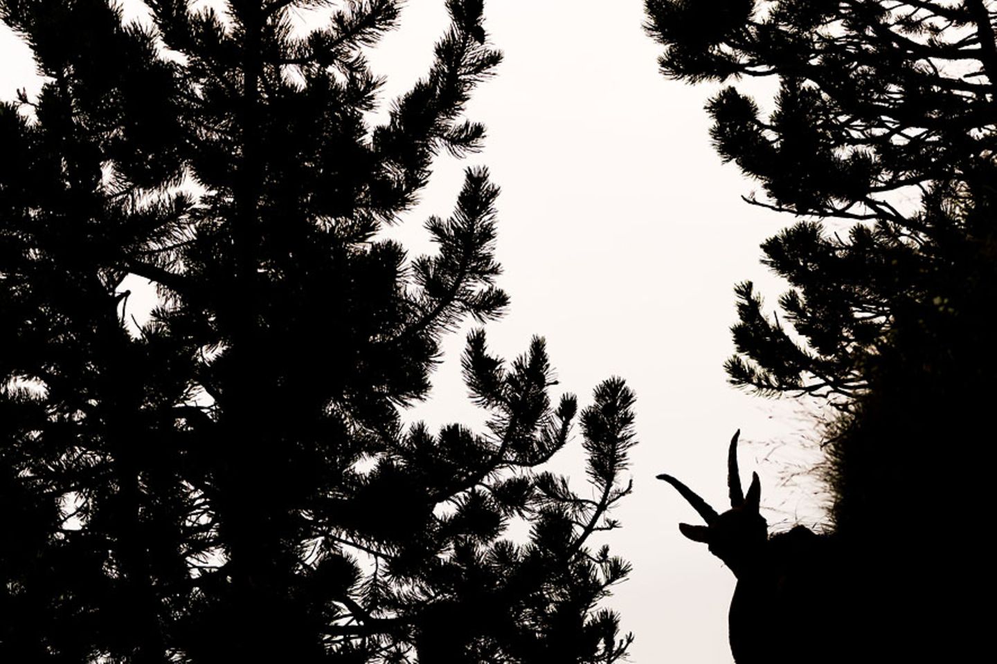 Silhouette (Jugendkategorie bis 15-17 Jahre) Silhouette (Jugendkategorie bis 15-17 Jahre)