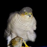 Gefährliche Nachbarschaft