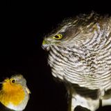 Sperber-Schlaraffenland