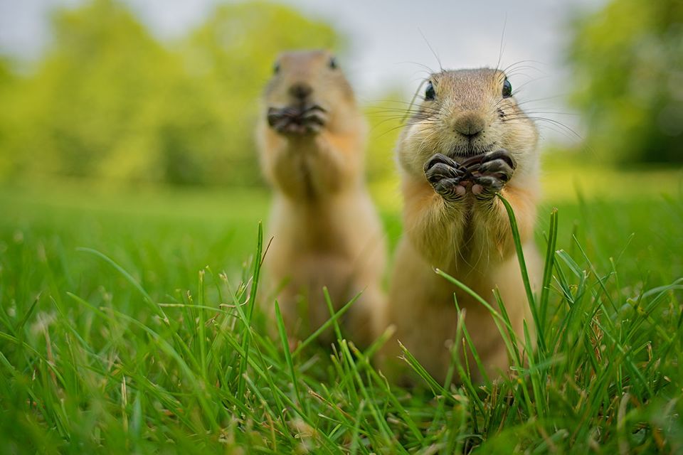 Comedy Wildlife Photography Award: Die witzigsten Tierfotos der Welt