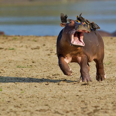 Nilpferd