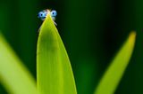 Libelle