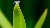 Libelle