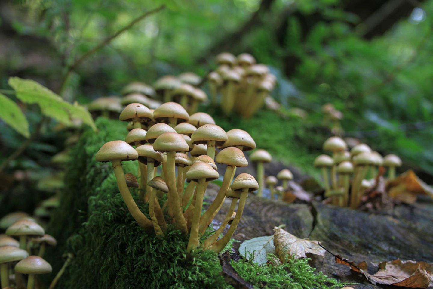 GEO Leserfoto: Die besten Leserfotos: November 2015 - Bild 11