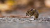 GEO Leserfoto: Die besten Leserfotos: November 2015 - Bild 18