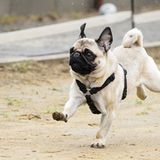 Mopsrennen: Fotogalerie