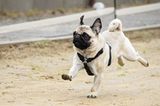 Mopsrennen: Fotogalerie