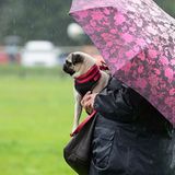 Mopsrennen: Fotogalerie: Die absoluten Renner - Bild 3