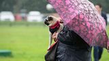 Mopsrennen: Fotogalerie: Die absoluten Renner - Bild 3