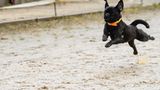 Mopsrennen: Fotogalerie: Die absoluten Renner - Bild 4