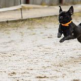 Mopsrennen: Fotogalerie: Die absoluten Renner - Bild 4