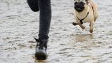 Mopsrennen: Fotogalerie: Die absoluten Renner - Bild 6