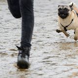 Mopsrennen: Fotogalerie: Die absoluten Renner - Bild 6