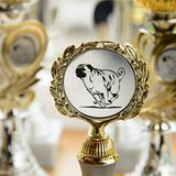 Mopsrennen: Fotogalerie: Die absoluten Renner - Bild 8