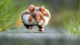Hamster