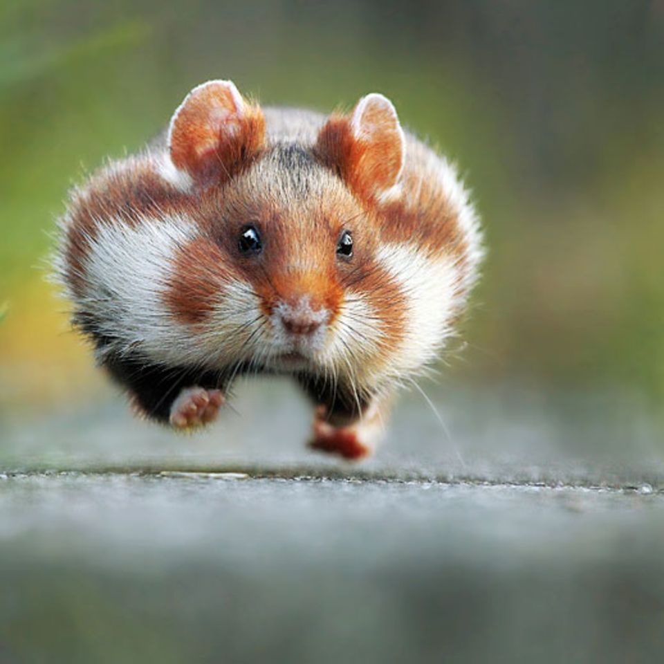 Hamster