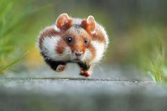 Hamster