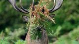 Hirsch