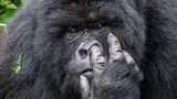 Gorilla