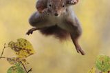 Eichhörnchen