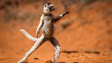 Sifaka