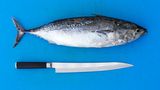 Seltener Fisch