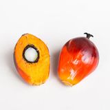 Palmöl: fetter Umweltschaden