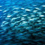 Pupsen, um sich zu verständigen