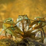 Fitness-Check durch anpieseln