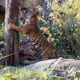 Zeitunglesen tief im Wald