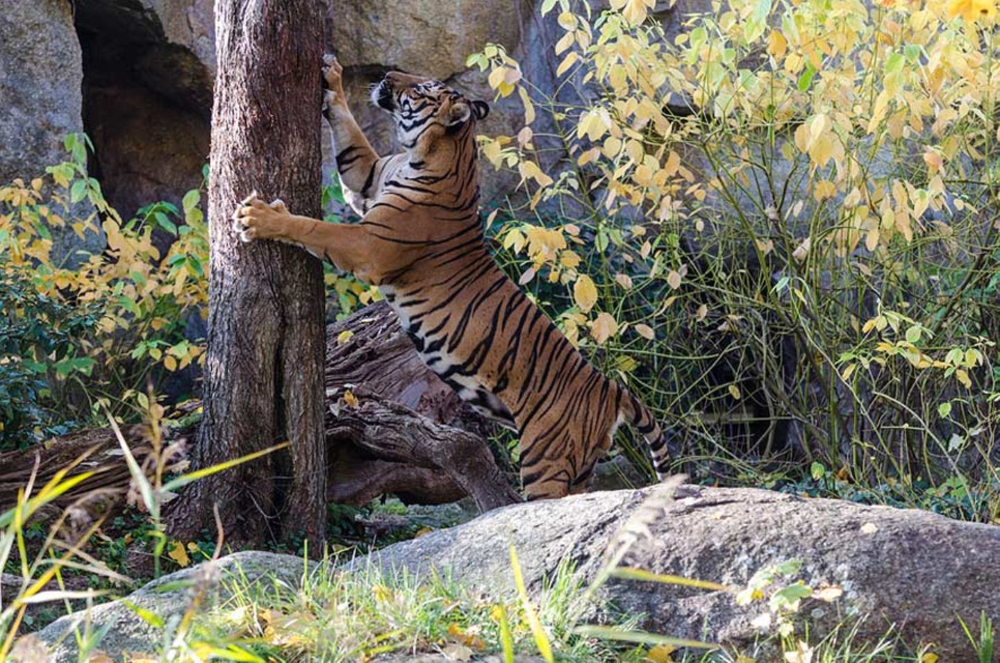 Zeitunglesen tief im Wald Zeitunglesen tief im Wald