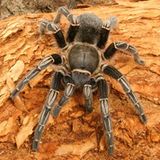 Trommeln gegen Kannibalismus