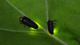 Partnersuche per Light-Show