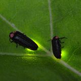 Partnersuche per Light-Show