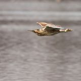 Dumpfe Rufe im Schilfgürtel