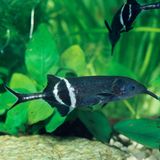 Elektrische Post unter Wasser