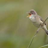 Internationaler Pop-Star