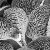 Extrem wasserabweisend