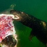 Auf den Geschmack gekommen