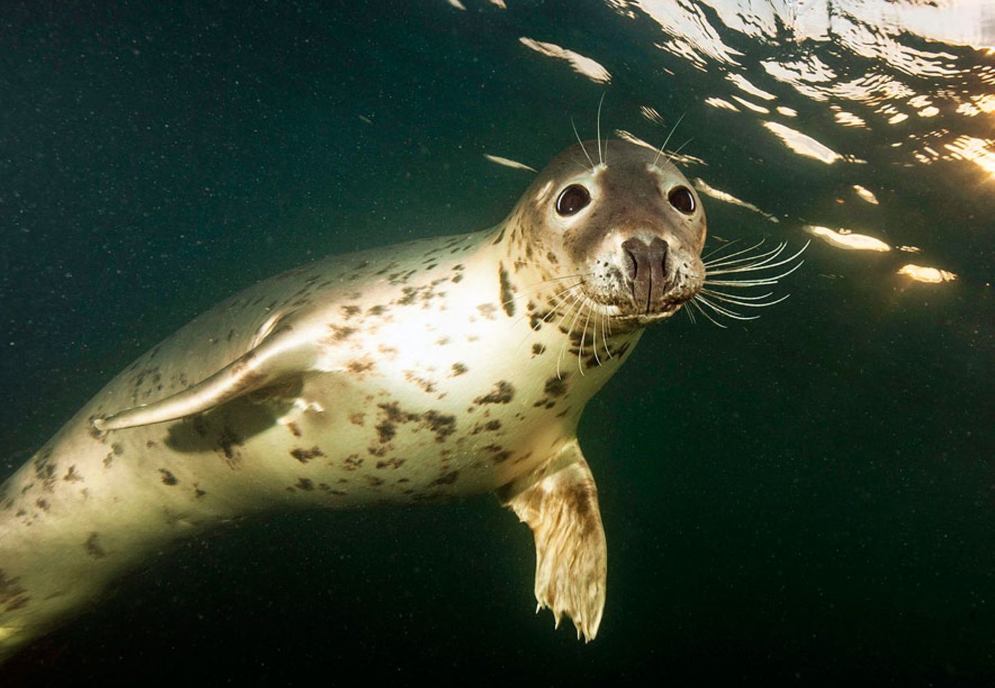 Entspannt im Wasser