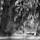 Overall Winner: Marsel van Oosten