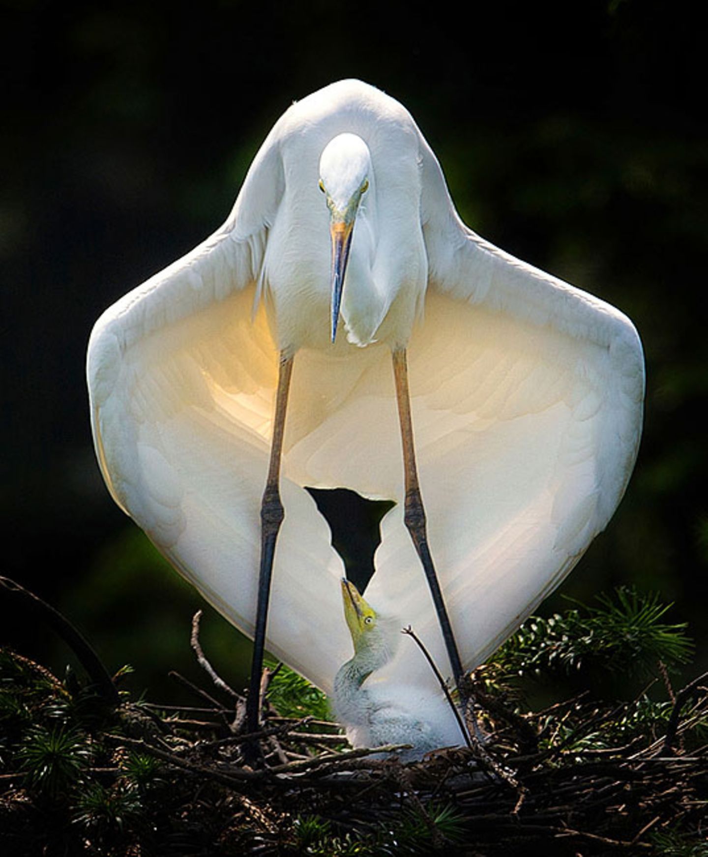 Nature & Environment, Commended, Jianhui Liao