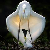 Nature & Environment, Commended, Jianhui Liao