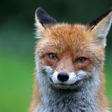 Lieb sieht sie aus...