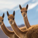 Ein kurzer Blick in die Kameralinse