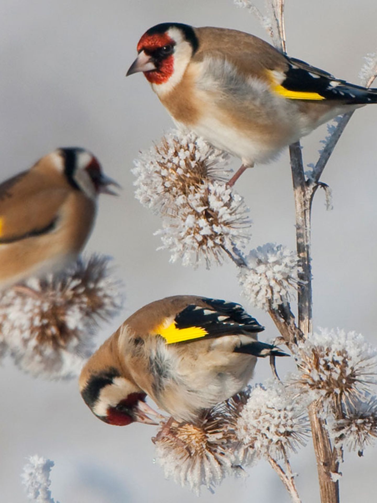 Stunde der Wintervögel: Besuch am Vogelhäuschen: Diese Wintervögel sollten Sie kennen