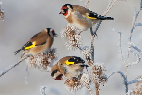 Stunde der Wintervögel: Besuch am Vogelhäuschen: Diese Wintervögel sollten Sie kennen