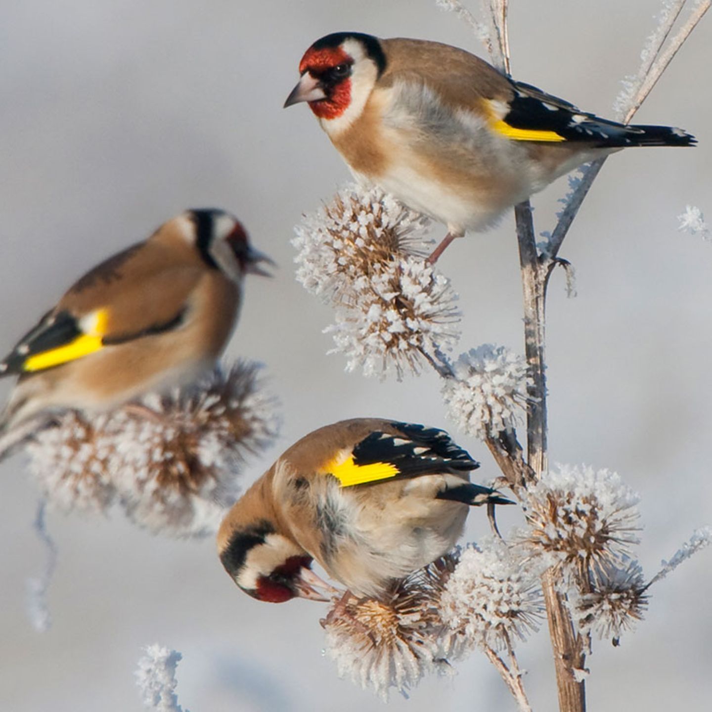 Stunde der Wintervögel: Besuch am Vogelhäuschen: Diese Wintervögel sollten Sie kennen