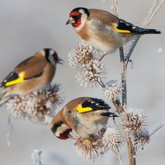 Stunde der Wintervögel: Besuch am Vogelhäuschen: Diese Wintervögel sollten Sie kennen